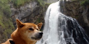 Benkai ein Shiba Inu am Gollinger Wasserfall