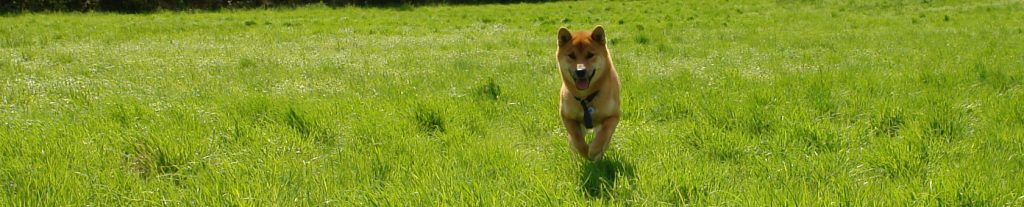 Benkai ein Shiba Inu erzählt über seinen Hüttenurlaub in Österreich